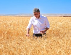 ETİ, Kuraklığa Dayanıklı Kanatlı Buğdayı’nın İlk Hasadını Yaptı